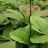 Rodgersia pinnata - Superba