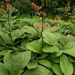 Rodgersia pinnata - 'Superba'