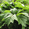 Rodgersia podophylla - Rodgersia