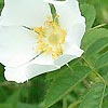 Rosa sherardii - Downy Dog Rose