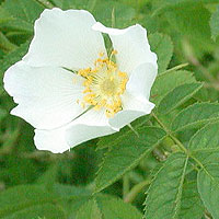 Rosa sherardii (Downy Dog Rose)