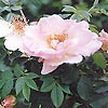 Rosa canina - Dog Rose