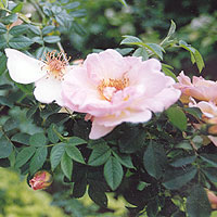 Rosa canina (Dog Rose)