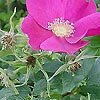 Rosa rugosa - Wild Rose
