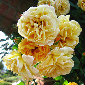 Rosa - 'Dreaming Spires'
