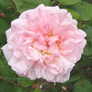 Rosa rubiginosa (Eglantine)