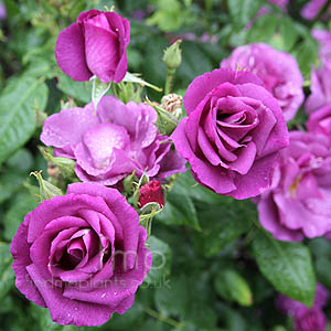 Rosa - 'Fantasia'