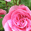 Rosa - Gertrude Jekyll - English Rose