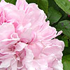 Rosa - Jacques Cartier - Portland rose