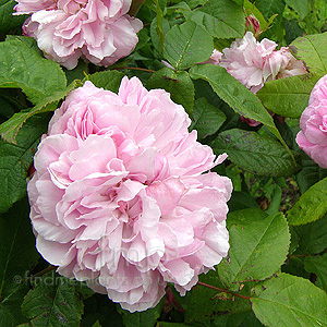 Rosa - 'Jacques Cartier' (Portland Rose)