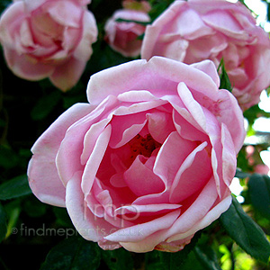Rosa - 'Mary Wallace'