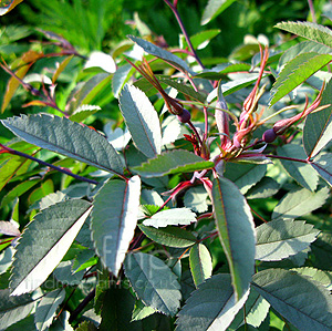 Rosa rubrifolia