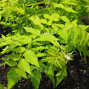 Rubus cockburnianus - 'Golden Vale'