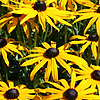 Rudbeckia fulgida - Goldsturm - Coneflower