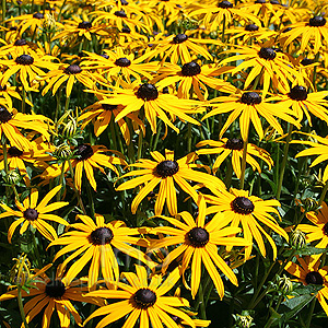 Rudbeckia fulgida - Goldsturm' (Coneflower)