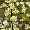 Salix caprea - Goat Willow