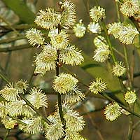 Salix caprea (Goat Willow)