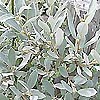 Salix helvetica - Swiss Willow