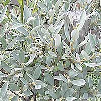 Salix helvetica (Swiss Willow)