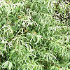 Salix caprea - Kilmarnock - Dwarf weeping willow