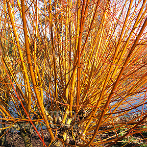 Salix alba - 'Vitellina' (Golden Willow)