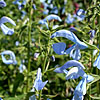 Salvia patens - Cambridge Blue - Gentian Sage