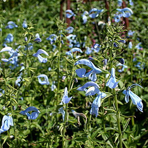 Salvia patens - 'Cambridge Blue' (Gentian Sage)