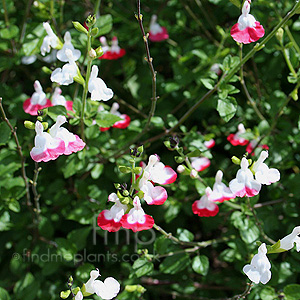 Salvia x jamensis - 'Hot Lips' (Salvia)
