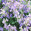Salvia lavandulifolia - Salvia