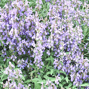 Salvia officinalis (Sage)