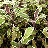 Salvia officinalis - Tricolor - Variegated Sage