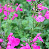 Salvia microphylla - Pink Blush - Sage
