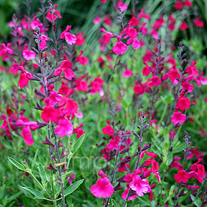 Salvia x jamensis - 'Raspberry Royal' (Salvia)
