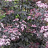 Sambucus nigra - Guincho Purple - Purple Elder