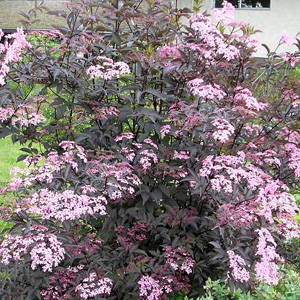 Sambucus nigra - 'Guincho Purple' (Purple Elder)