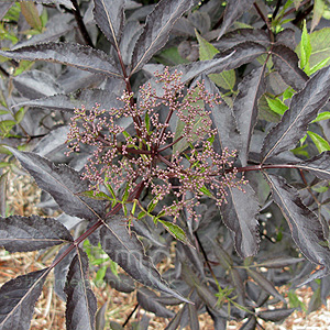 Sambucus nigra - 'Black Beauty' (Purple Elder)