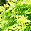 Sambucus racemosa - Plumosa Aurea - Cut leaf Elder