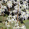 Saxifraga fortunei - Wada - Saxifrage