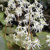 Saxifraga fortunei - 'Wada' (Saxifrage)