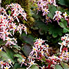 Saxifraga fortunei - Pink Mist