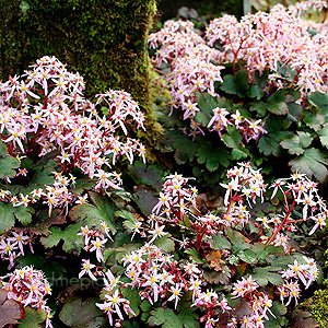 Saxifraga fortunei - 'Pink Mist'