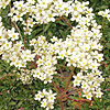 Saxifraga sancta