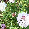 Scabiosa atropurpurea - Ace of Spades - Sweet Scabious