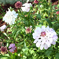 Scabiosa atropurpurea - 'Ace of Spades' (Sweet Scabious)