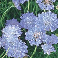 Scabiosa - 'Butterfly Blue' (Sweet Scabious)