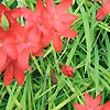 Schizostylis coccinea - Sunrise - Kaffir lily