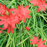 Schizostylis coccinea - 'Sunrise' (Kaffir Lily)