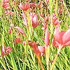 Schizostylis coccinea - Kaffir lily