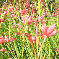 Schizostylis coccinea (Kaffir Lily)