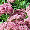 Sedum - Autumn Joy - Stonecrop